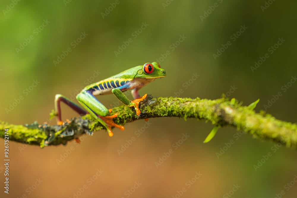 Naklejka premium Red-eyed tree frog has red eyes with vertically narrowed pupils. It has a vibrant green body with yellow and blue, vertically striped sides. Its webbed feet and toes are orange or red. 