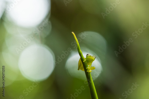 Centrolene prosoblepon is a species of frog in the family Centrolenidae, commonly known as the emerald glass frog or Nicaragua giant glass frog.  photo