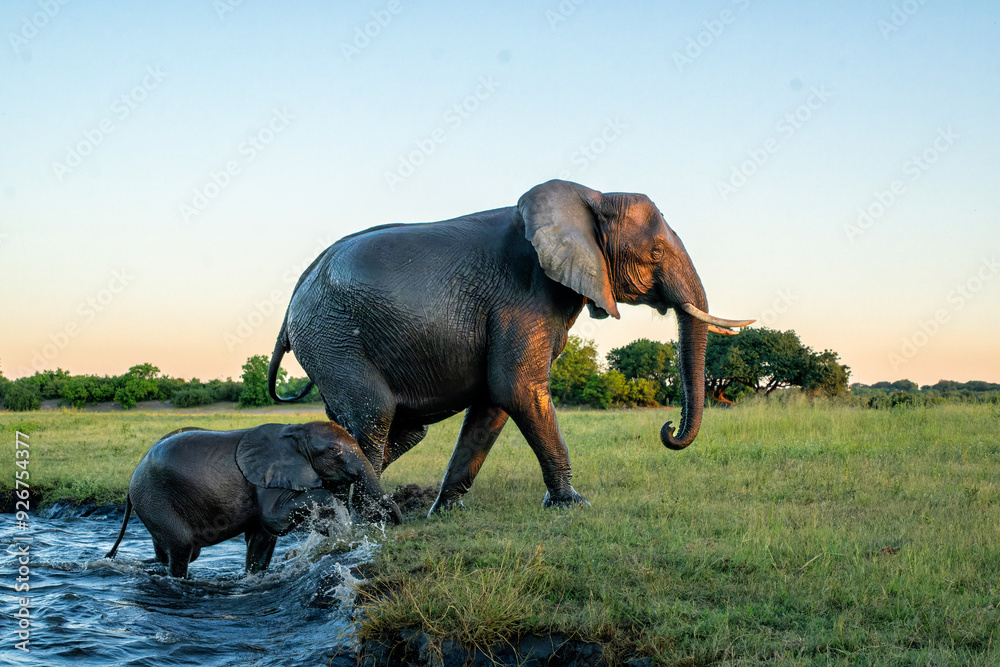 Naklejka premium Close encounter with an Elephant mother and her calf at the Chobe riverfront in Chobe National Park in Botswana