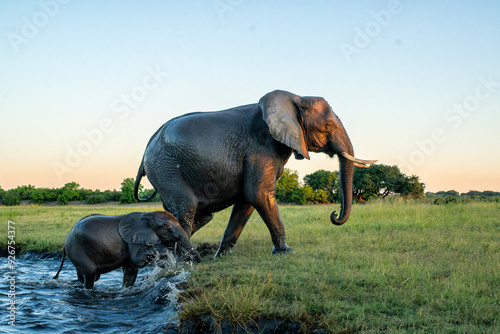 Canvas Print Close encounter with an Elephant mother and her calf at the Chobe riverfront in