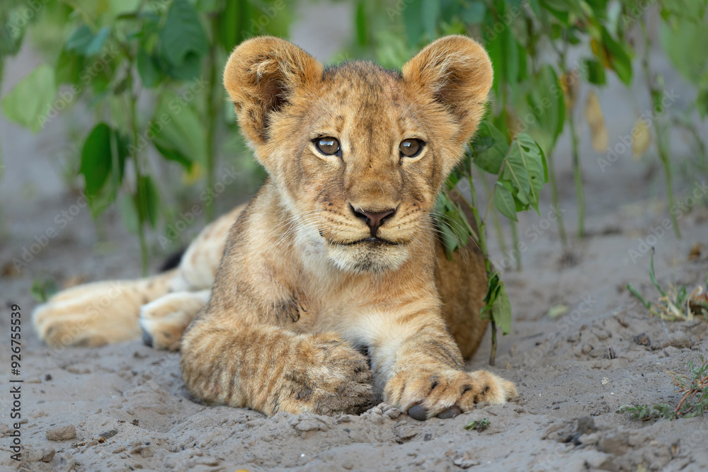 Lion cub hanging around in the vegatation of the riverfront in the Chobe National Park in Botswana Lion cub hanging around in the vegatation of the riverfront in the Chobe National Park in Botswana