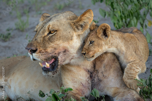 Lion cub with his mother hanging around in the vegatation of the riverfront in the Chobe National Park  in Botswana photo