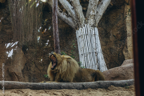 African lionesse and lion in the zoo lying down stock footage in good quality photo