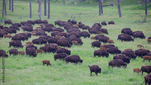 buffalo in the fields of South Dakota  photo