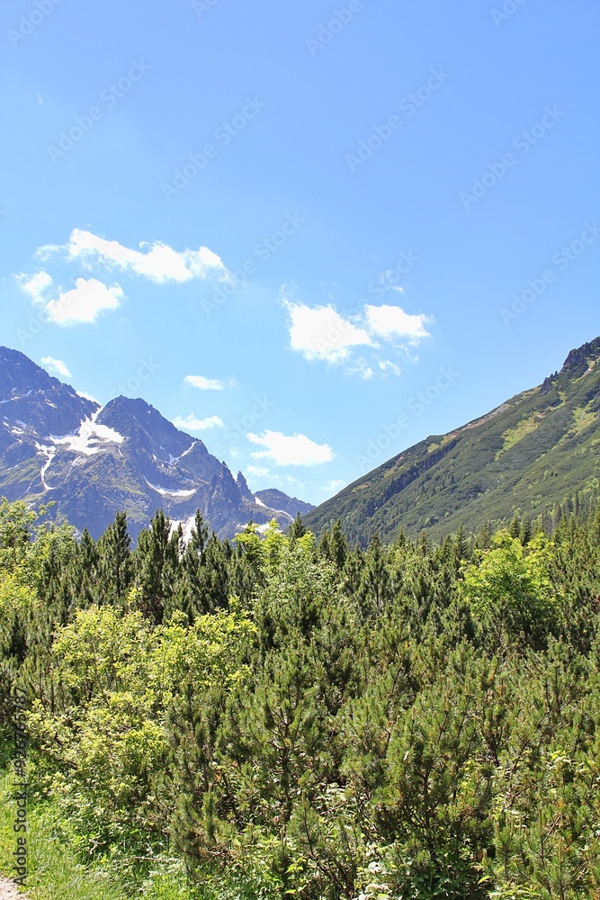 Fototapeta premium high mountains, Tatra Park, green trees, blue sky, natural plants, green corners