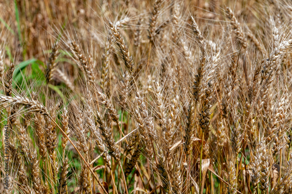 Fototapeta premium Wheat Growing In An Urban Field In Early July In Wisconsin