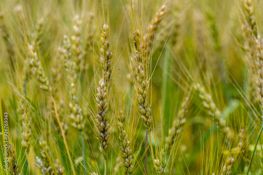 Wheat Growing In An Urban Field In Early July In Wisconsin Wheat Growing In An Urban Field In Early July In Wisconsin