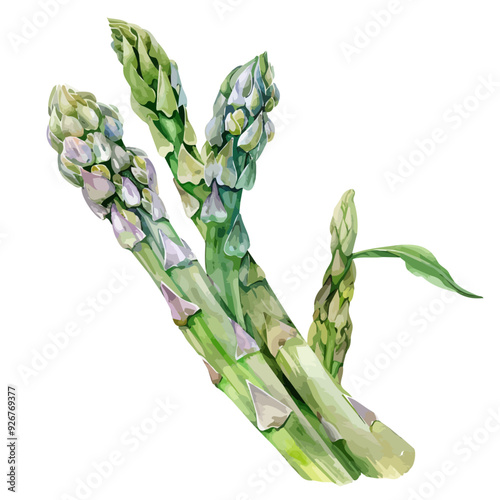 Watercolor painting of Asparagus, isolated on a white background, and Asparagus vector