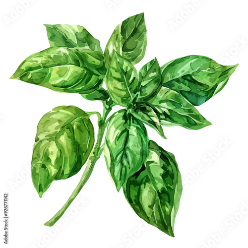 Watercolor painting of basil, isolated on a white background, and basil vector