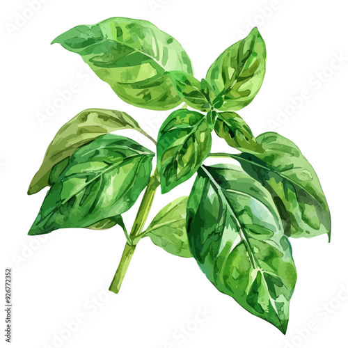 Watercolor of basil, isolated on a white background, and basil vector