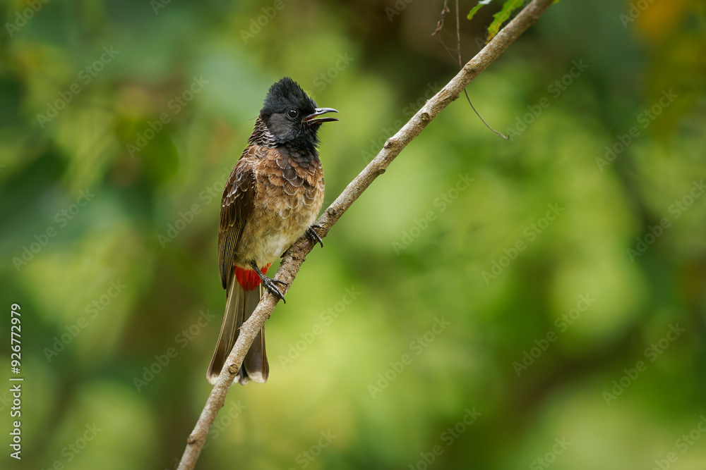 Fototapeta premium Red-vented Bulbul - Pycnonotus cafer bird resident across the Indian subcontinent, extending to Burma and Bhutan and Nepal, introduced in New Zealand, Argentina, Tonga and Fiji, sits on the branch