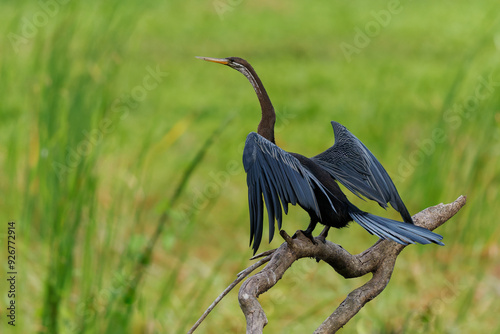 Oriental darter Anhinga melanogaster water bird of tropical South Asia called snakebird, long and slender neck with a straight, pointed bill, hunts for fish, sitting in the tree in Sri Lanka photo