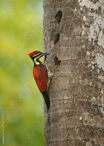 Red-backed Flameback Dinopium psarodes, striking red black woodpecker endemic to Sri Lanka; inhabits forests, gardens; loud drumming, key insect control. Bird on the palm trunk photo