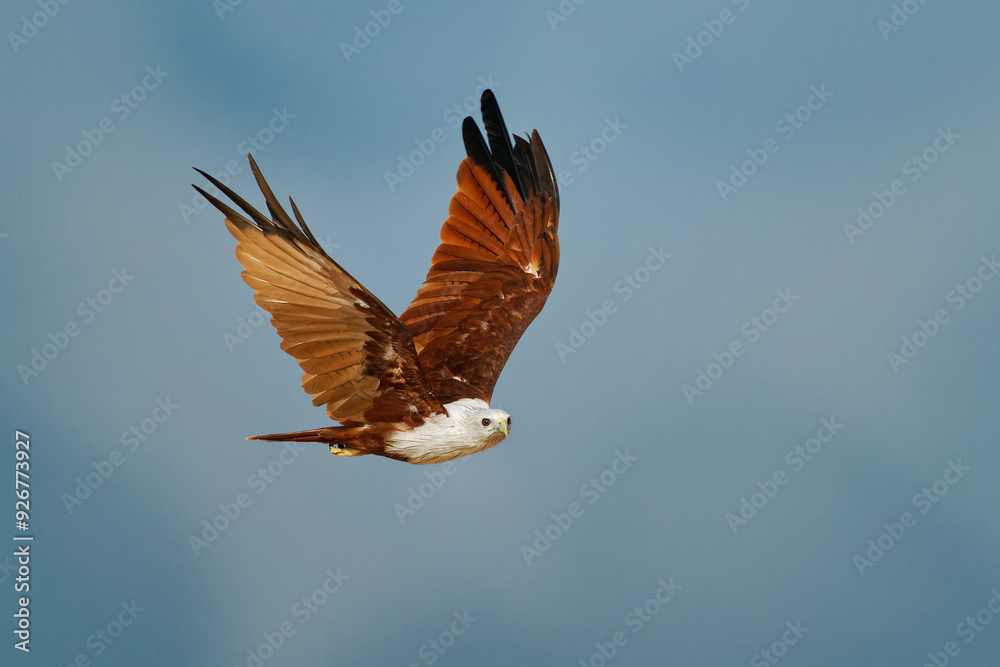 Obraz premium Brahminy kite Haliastur indus also Red-backed sea-eagle in Australia, flying bird of prey in Accipitridae, found in the Indian subcontinent, Southeast Asia, and Australia