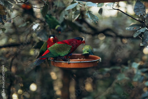 Red parrot sitting in tree eating Lorius domicella photo