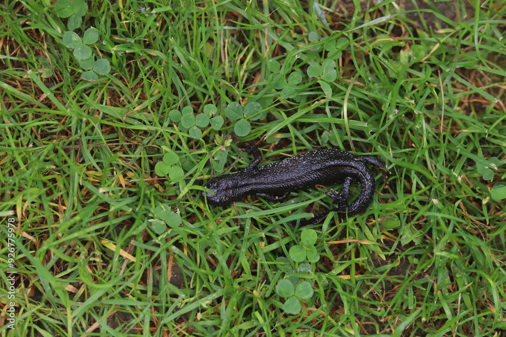 Fototapeta premium black shiny lizard in the grass
