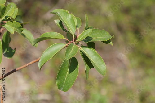 Arbutus andrachne  is an evergreen shrub or small tree in the family Ericaceae photo