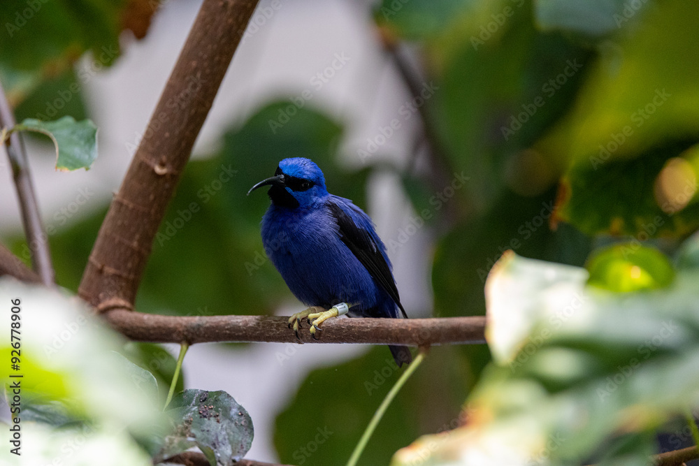 purple honeycreeper perched in a tree purple honeycreeper perched in a tree