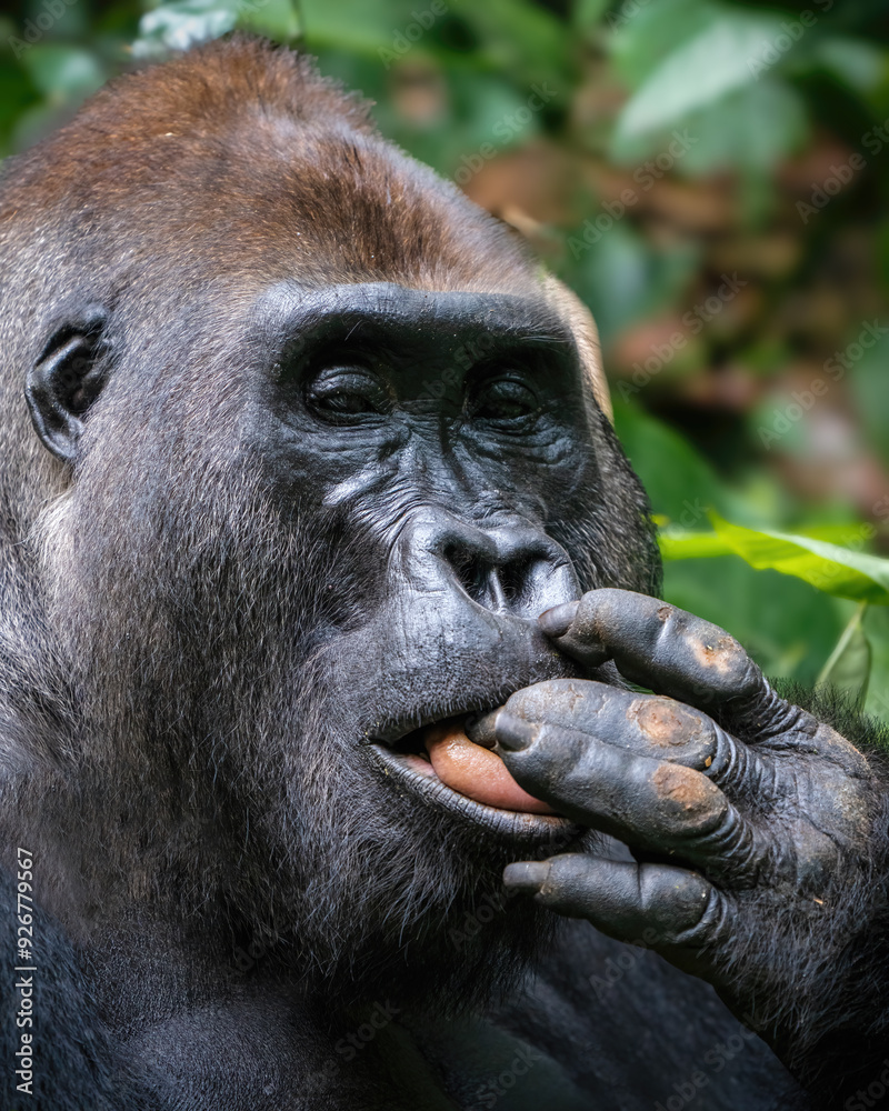 Obraz premium Silverback Western lowland gorilla, Gorilla gorilla gorilla, licking his fingers and looking at camera in Dzanga-Sangha Special Reserve, Central African Republic