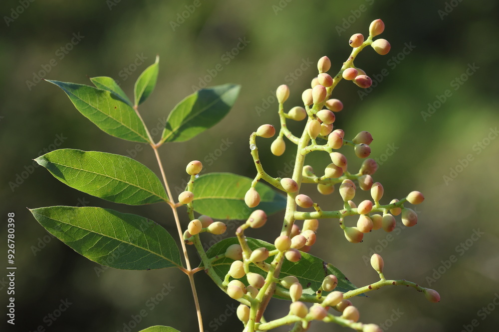 Pistacia terebinthus is a deciduous shrub species of the genus Pistacia Pistacia terebinthus is a deciduous shrub species of the genus Pistacia