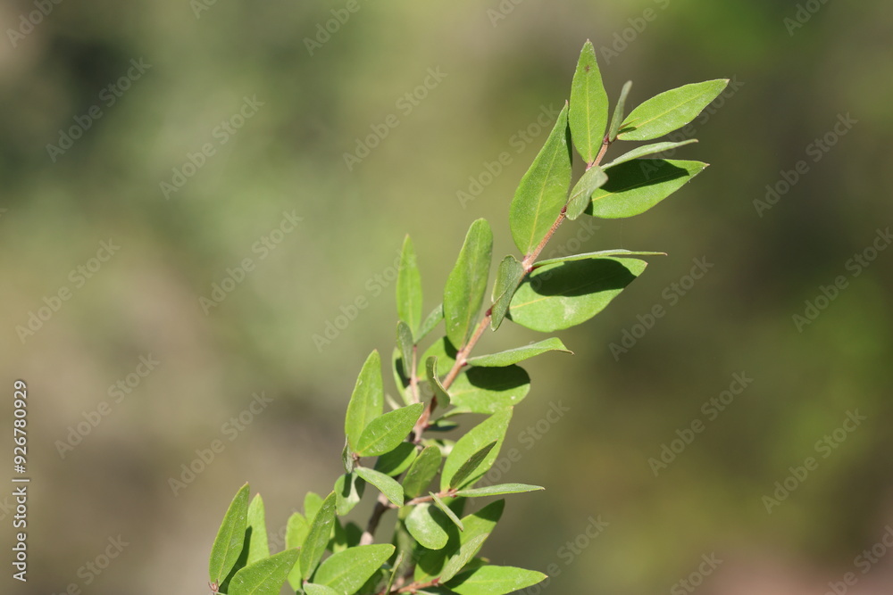 a brunch of Myrtus communis (true myrtle) a brunch of Myrtus communis (true myrtle)