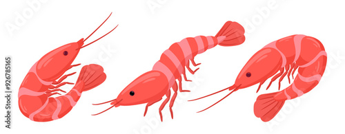 Boiled shrimps. Cartoon seafood, tiger shrimps meat, king prawns without shell flat vector illustration set. Ocean shrimps collection on white