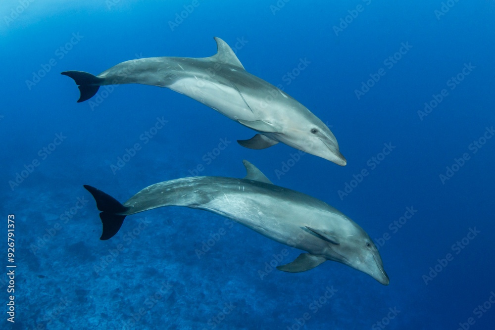 Naklejka premium Bottlenose dolphin, French Polynesia