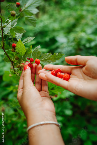 Fototapeta Naklejka Na Ścianę i Meble -  Close up of a woman's hands picking up wild raspberries in the forest