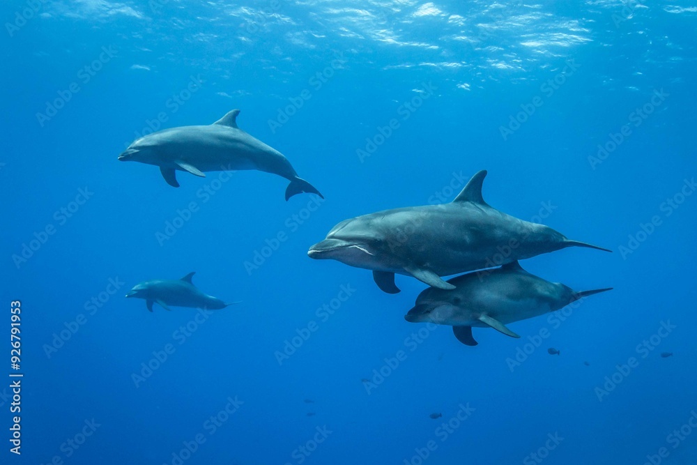 Bottlenose dolphin, French Polynesia Bottlenose dolphin, French Polynesia