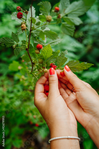 Close up of a woman's hands picking up wild raspberries in the forest