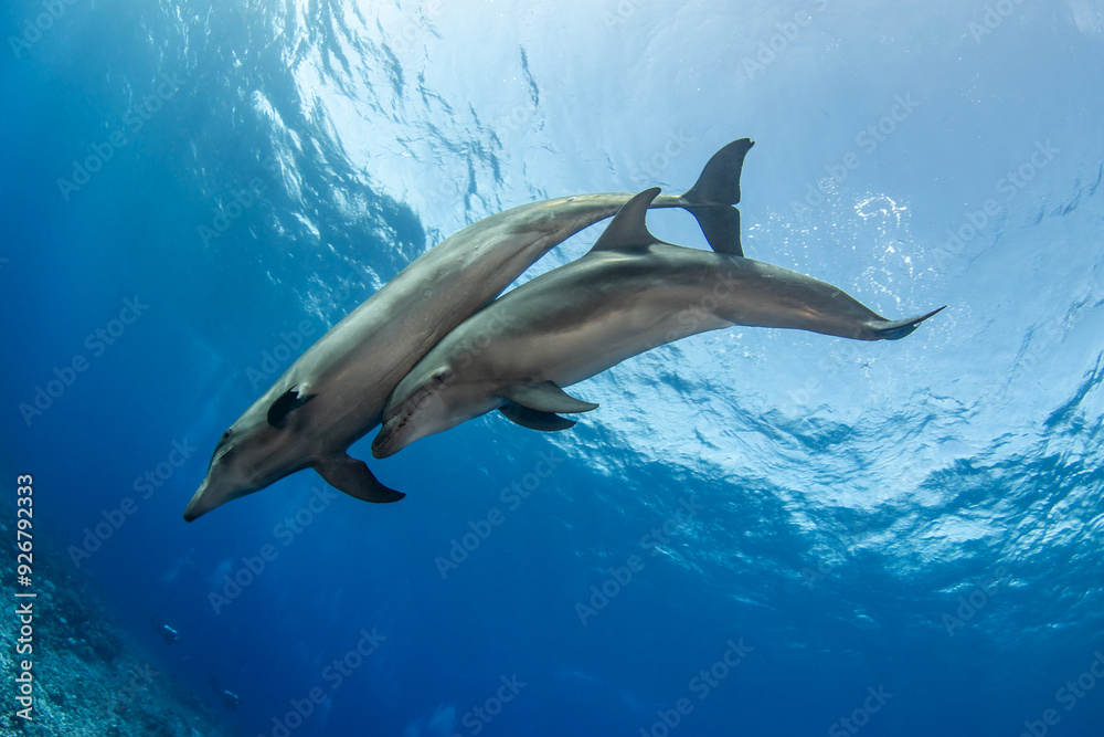 Obraz premium Bottlenose dolphin, French Polynesia