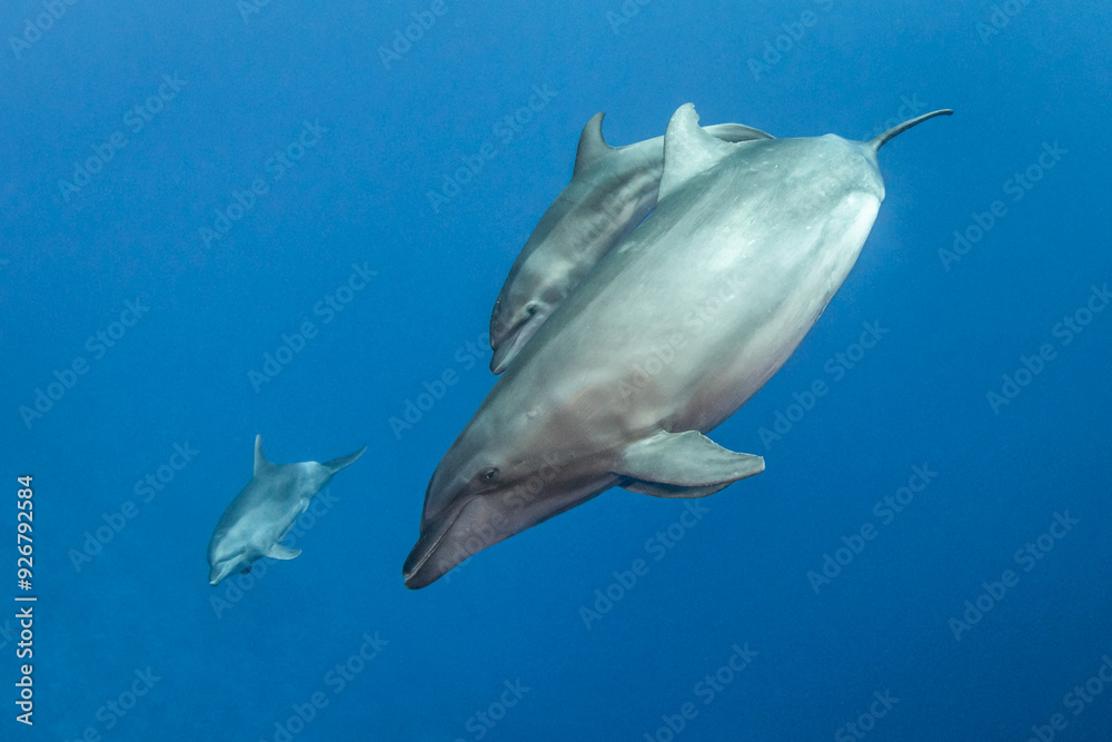 Naklejka premium Bottlenose dolphin, French Polynesia