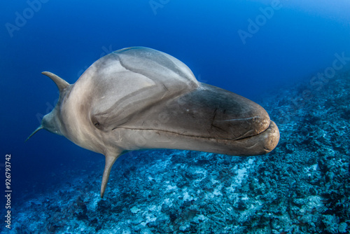 Bottlenose dolphin, French Polynesia photo