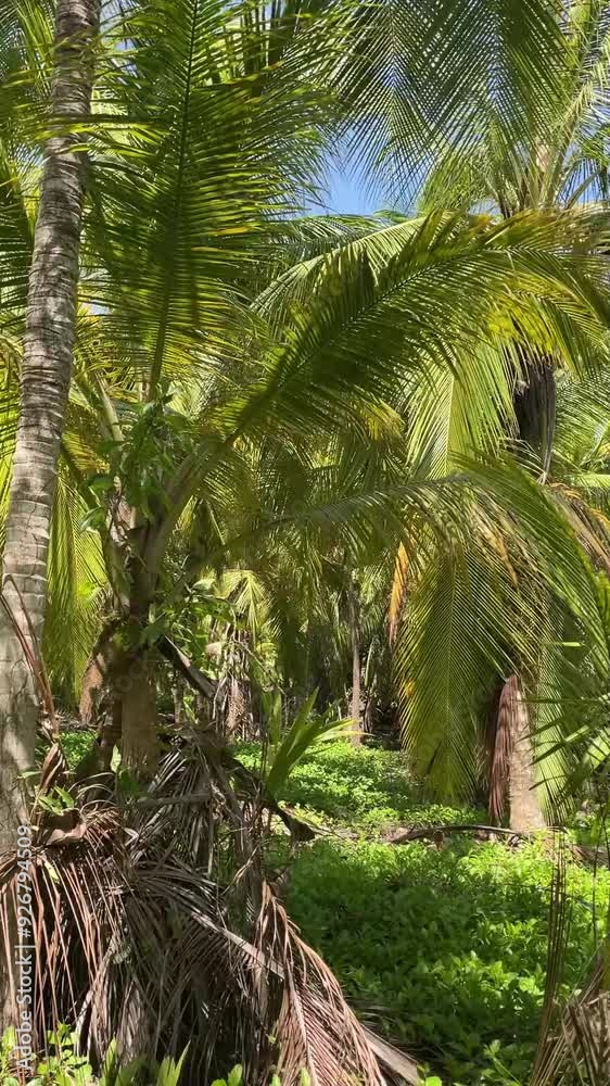 Tropical scene with palm trees, virgin vegetation Tropical scene with palm trees, virgin vegetation
