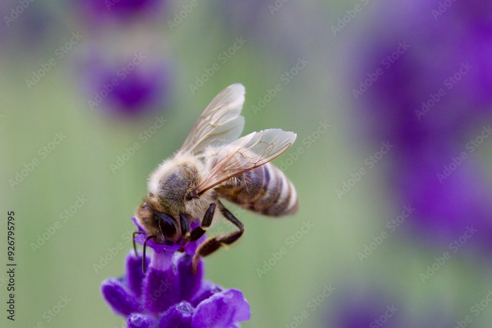 A close-up of a bee gathering nectar from a vibrant lavender blossom, set against a soft green and purple background, capturing the delicate moment of pollination. A close-up of a bee gathering nectar from a vibrant lavender blossom, set against a soft green and purple background, capturing the delicate moment of pollination.