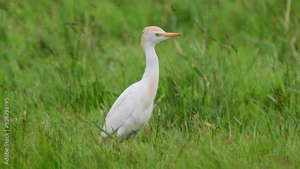 Western cattle egret Bubulcus ibis. A bird in the wild stands in the grass. Slow motion. Western cattle egret Bubulcus ibis. A bird in the wild stands in the grass. Slow motion.