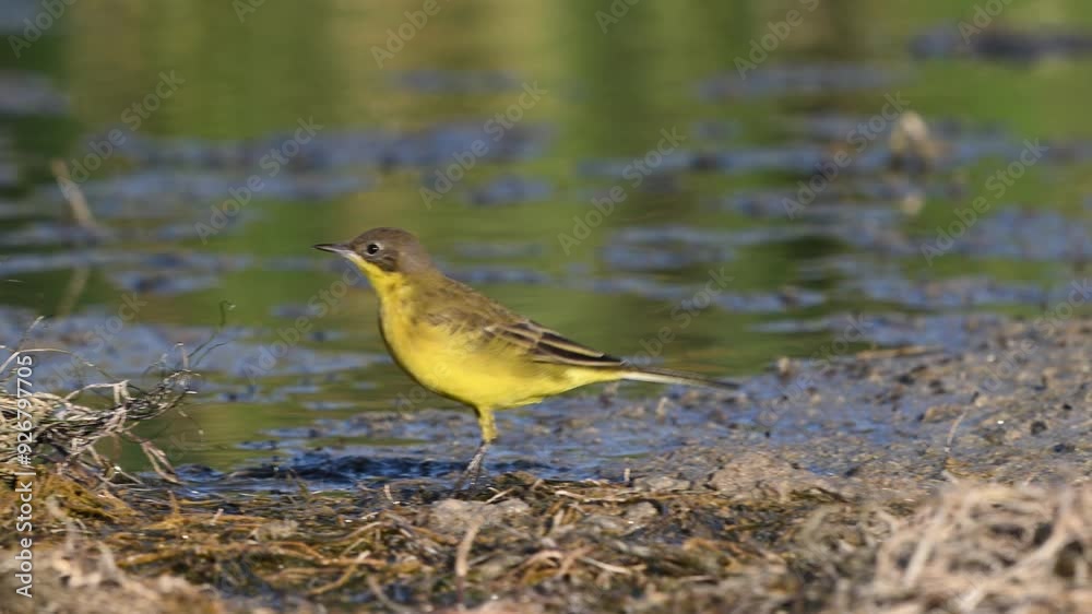 Bird Yellow Wagtail Motacilla flava summer time. Slow motion. A bird walks on the riverbank catching insects and eating them. Bird Yellow Wagtail Motacilla flava summer time. Slow motion. A bird walks on the riverbank catching insects and eating them.