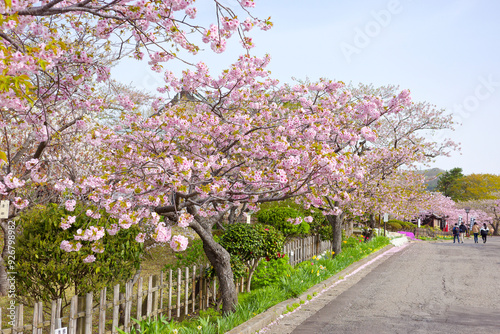 松前城の桜 photo