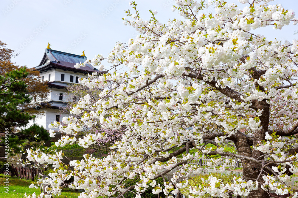 松前城の桜