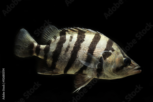 Silver tiger perch or barred tigerfish (Datnioides polota) photo