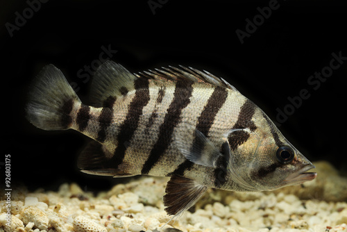 Silver tiger perch or barred tigerfish (Datnioides polota) photo