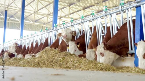 Cows feeding on hay in a modern dairy farm barn