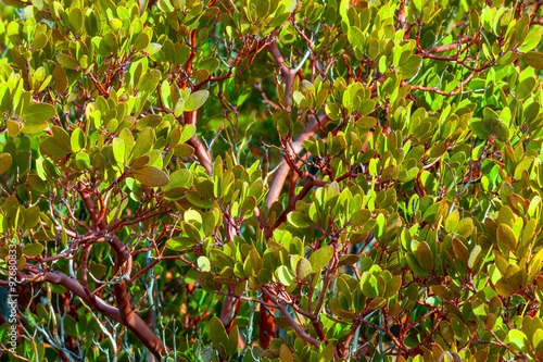 Manzanita Bush