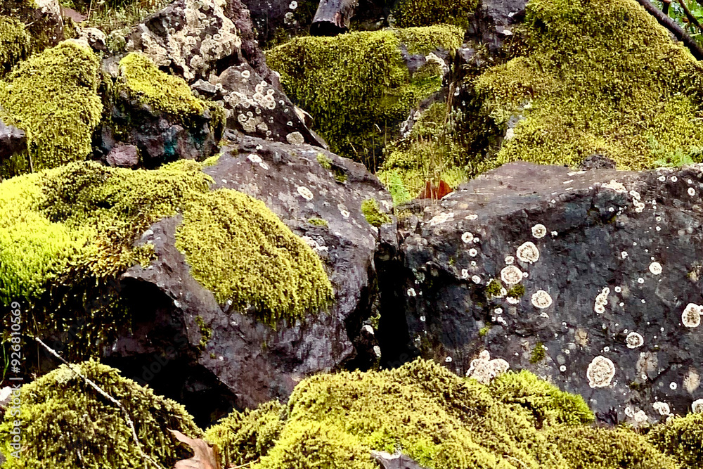 Moss covered rocks with fossils. Central Oregon Coast Forest. Moss covered rocks with fossils. Central Oregon Coast Forest.