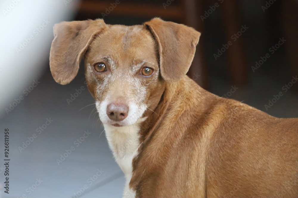 Cachorro simpático prestando atenção Cachorro simpático prestando atenção