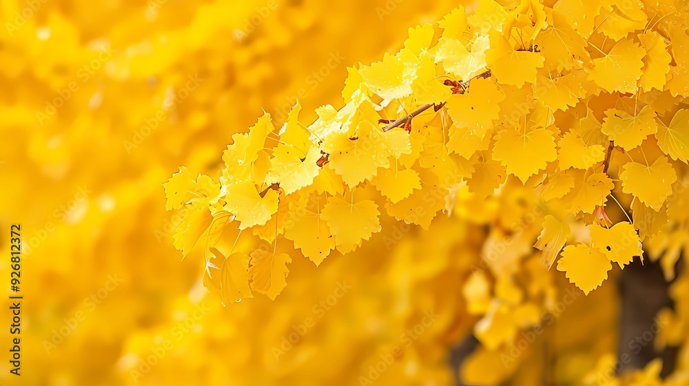 yellow autumn leaves yellow autumn leaves
