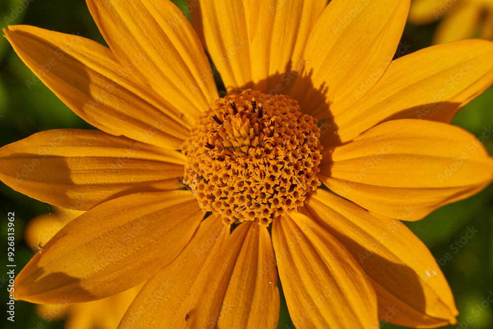 Heliopsis blooms in the garden. Heliopsis (lat. Heliopsis) is a genus of annual and perennial herbaceous plants of the Asteraceae family (Asteraceae). Heliopsis blooms in the garden. Heliopsis (lat. Heliopsis) is a genus of annual and perennial herbaceous plants of the Asteraceae family (Asteraceae).