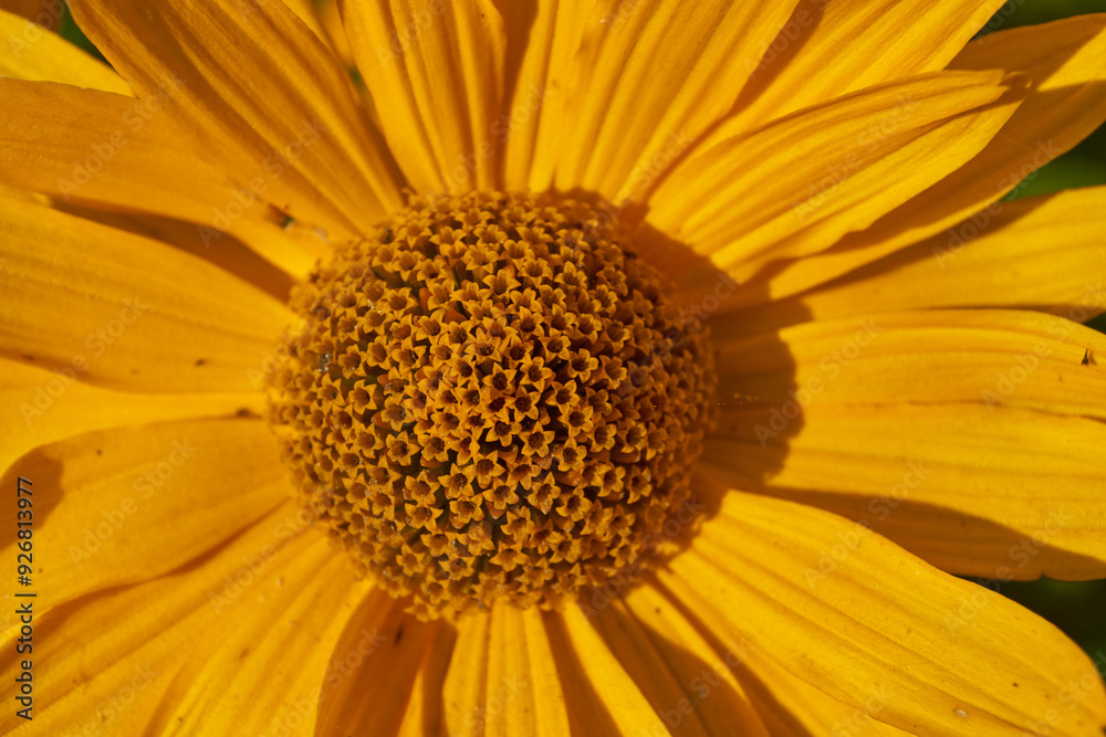 Heliopsis blooms in the garden. Heliopsis (lat. Heliopsis) is a genus of annual and perennial herbaceous plants of the Asteraceae family (Asteraceae). Heliopsis blooms in the garden. Heliopsis (lat. Heliopsis) is a genus of annual and perennial herbaceous plants of the Asteraceae family (Asteraceae).
