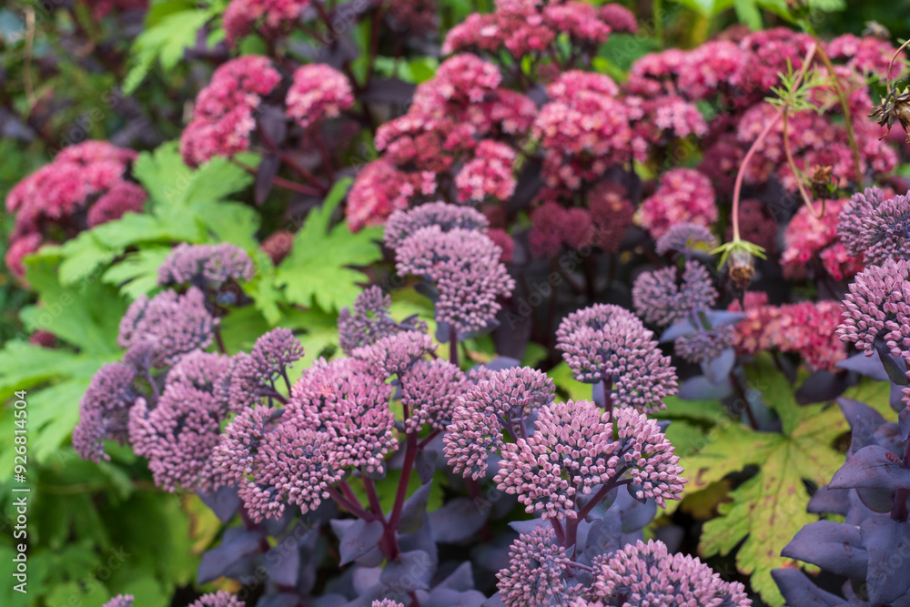 Dark red sedum flowers amidst other similar colour perennial flowering plants, photographed at Woolbeding, Midhurst, West Sussex UK. Dark red sedum flowers amidst other similar colour perennial flowering plants, photographed at Woolbeding, Midhurst, West Sussex UK.