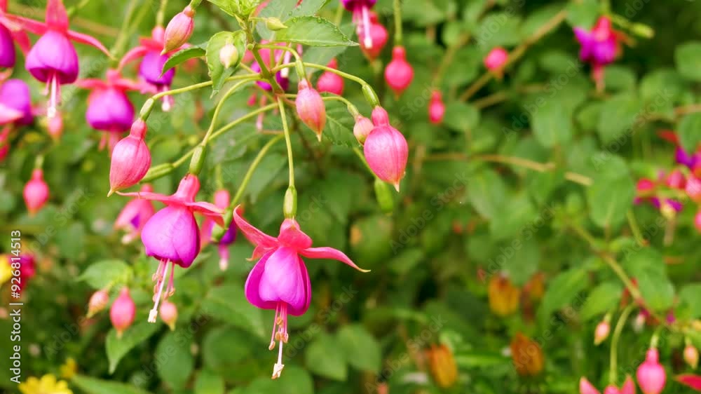 Bright pink fuchsia flowers blooming in a vibrant garden during summer